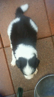 ボーダーコリー 黒白 ♂ 子犬画像 ボーダーコリー ブリーダー 子犬販売の専門店 AngelWan 藤沢 湘南 川崎 町田