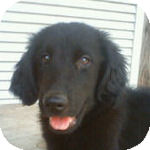 フラットコーテッドレトリーバー　ブリーダー　子犬販売の専門店　AngelWan　横浜