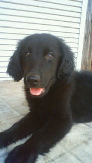 フラットコーテッドレトリーバー　ブリーダー　子犬販売の専門店　AngelWan　川崎　町田