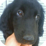 フラットコーテッドレトリーバー　ブリーダー　子犬販売の専門店　AngelWan　横浜