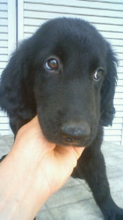 フラットコーテッドレトリーバー　ブリーダー　子犬販売の専門店　AngelWan　町田　川崎