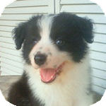 ボーダーコリー　ブリーダー　子犬販売の専門店　ＡｎｇｅｌＷａｎ　横浜