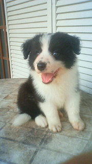 ボーダーコリー　ブリーダー　子犬販売の専門店　ＡｎｇｅｌＷａｎ　新潟　富山　福井　石川