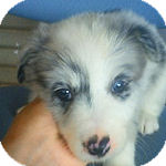 ボーダーコリー　ブリーダー　子犬販売の専門店　AngelWan　横浜