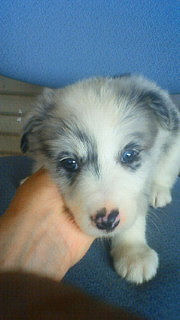 ボーダーコリー　ブリーダー　子犬販売の専門店　AngelWan　福岡　広島　兵庫　京都　