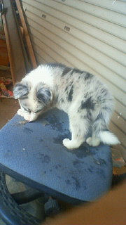 ボーダーコリー　ブリーダー　子犬販売の専門店　AngelWan　秋田　青森　東京　神奈川