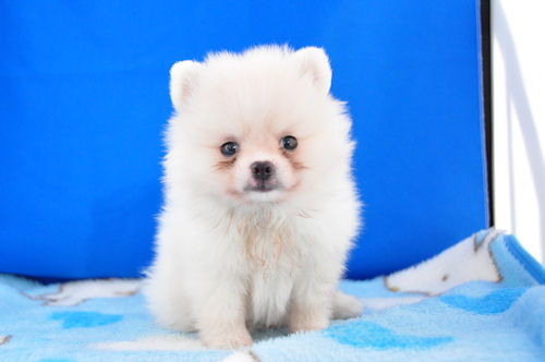 ポメラニアン　ブリーダー　子犬販売の専門店　AngelWan　神奈川　東京　千葉　埼玉