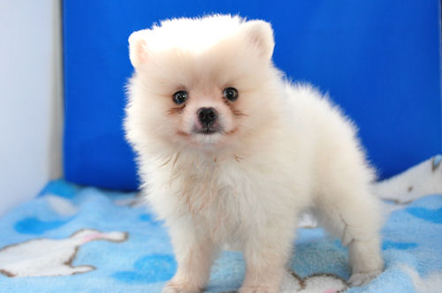 ポメラニアン　ブリーダー　子犬販売の専門店　AngelWan　川崎　町田　相模原　藤沢