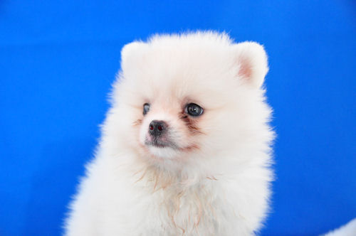 ポメラニアン　ブリーダー　子犬販売の専門店　AngelWan　福岡　広島　京都　岡山　愛知