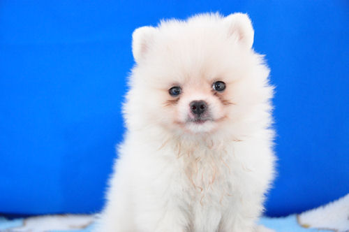 ポメラニアン　ブリーダー　子犬販売の専門店　AngelWan　岩手　福島　宮城　青森　秋田