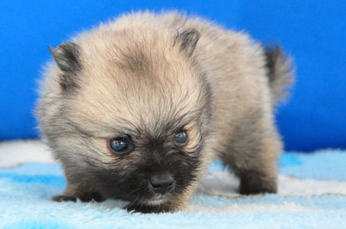 ポメラニアン　ブリーダー　子犬販売の専門店　AngelWan　青森　秋田　長野　岩手　福島