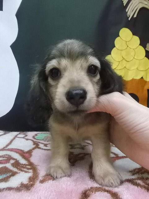 Mダックスフンド　ロング　ブリーダー　子犬販売の専門店　AngelWan　東京　小ぶり