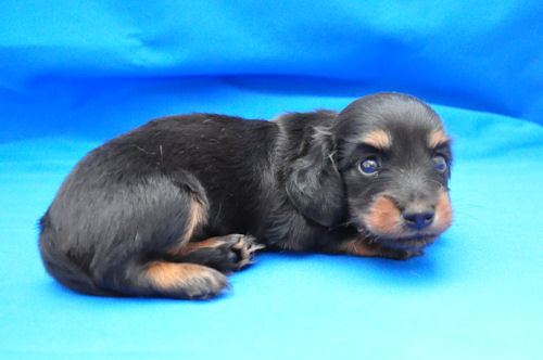 ミニチュアダックスフンド　ブリーダー　子犬販売の専門店　AngelWan　福岡　三重　滋賀