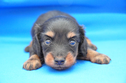 ミニチュアダックスフンド　ブリーダー　子犬販売の専門店　AngelWan　東京　千葉　埼玉