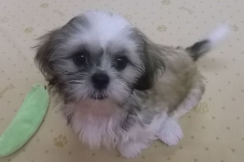 シーズー　ブリーダー　子犬販売の専門店　AngelWan　神奈川　ペットショップ　画像