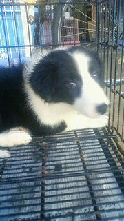 ボーダーコリー ブリーダー直販 仔犬販売 ボーダーコリー ブリーダー 子犬販売の専門店 AngelWan 格安 ペットショップ