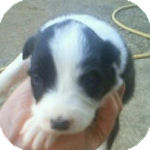 ボーダーコリーの子犬 ブラック&ホワイト メス ボーダーコリー ブリーダー 子犬販売の専門店 AngelWan 横浜