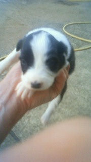 ボーダーコリー ドッグスポーツ トレーニング ボーダーコリー ブリーダー 子犬販売の専門店 AngelWan 兵庫 福岡 愛知