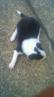 ボーダーコリー 全国対応可能 見学歓迎 ボーダーコリー ブリーダー 子犬販売の専門店 AngelWan 相模原 町田 川崎