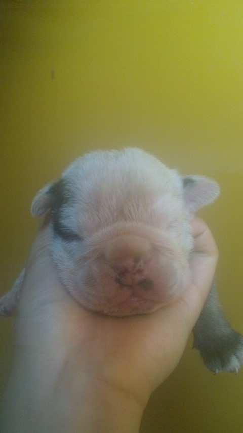 ブルドッグ ブリーダー 子犬直販 ブルドッグ ブリーダー 子犬販売の専門店 AngelWan 川崎 町田 相模原 藤沢