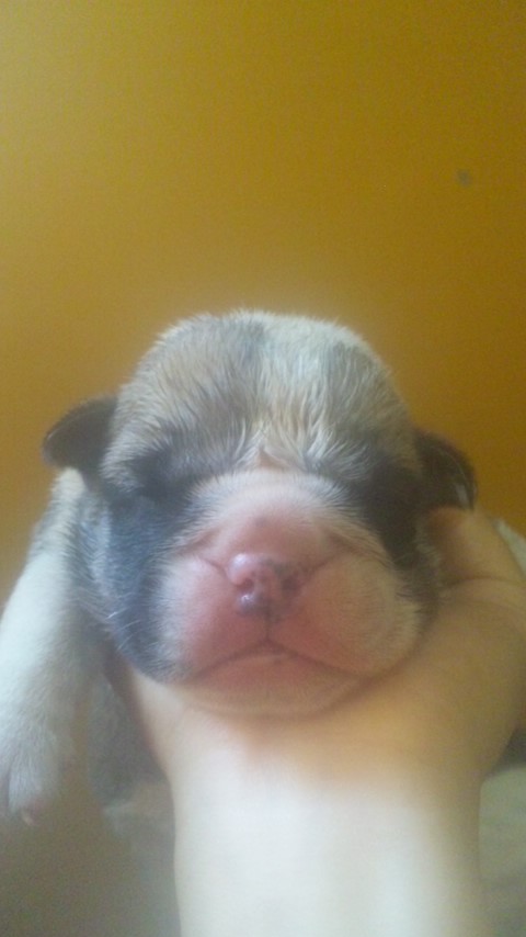 ブルドッグ 子犬 ペットショップ 横浜 ブルドッグ ブリーダー 子犬販売の専門店 AngelWan 東京 千葉 埼玉 神奈川