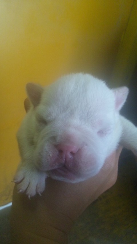 ブルドッグ 子犬 画像 ブルドッグ ブリーダー 子犬販売の専門店 AngelWan 兵庫 福岡 愛知 岐阜 三重