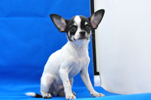 チワワ　ブリーダー　子犬販売の専門店　AngelWan　横浜　ペットショップ　JKC　販売