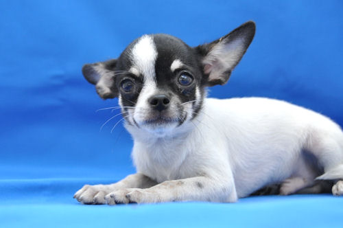 チワワ　ブリーダー　子犬販売の専門店　AngelWan　青森　秋田　岩手　福島　宮城