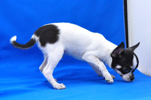 チワワ　ブリーダー　子犬販売の専門店　AngelWan　全国対応可能　JAL　ANA　空輸