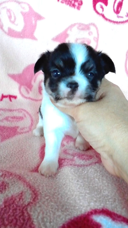 チワワ　ブリーダー　子犬販売の専門店　AngelWan　横浜　ペットショップ　ロングコート