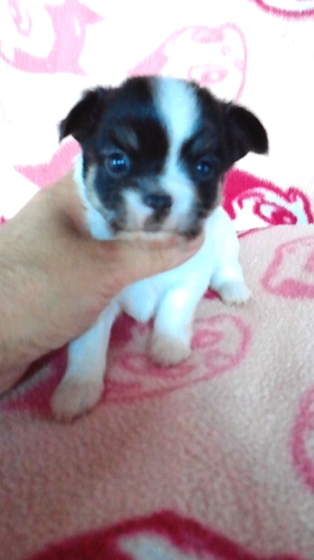 チワワ　ブリーダー　子犬販売の専門店　AngelWan　極小　東京　千葉　埼玉　神奈川