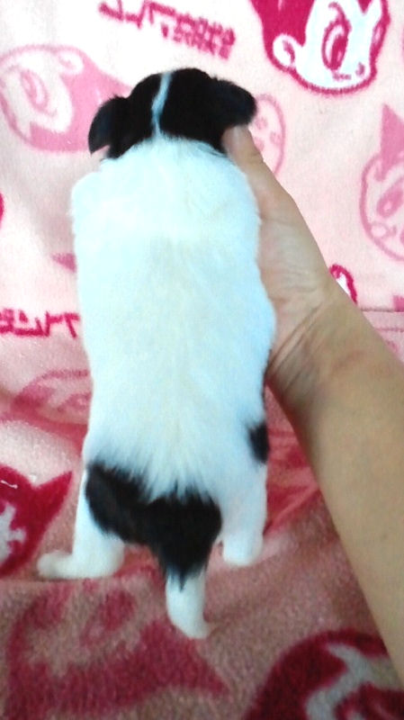 チワワ　ブリーダー　子犬販売の専門店　AngelWan　町田　相模原　川崎　藤沢