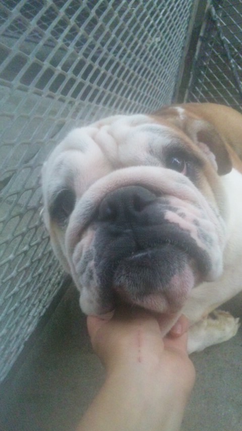 ブルドッグ 子犬情報 ブリーダー ブルドッグ ブリーダー 子犬販売の専門店 AngelWan 父親 写真 全国対応可能