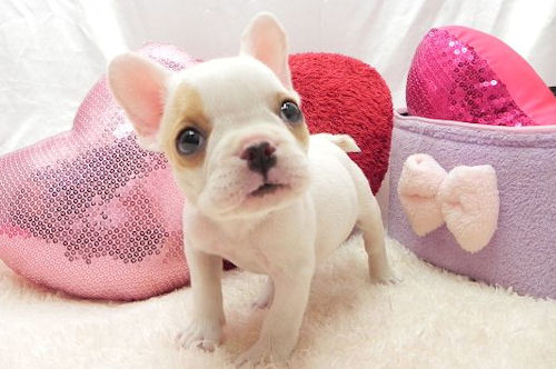 フレンチブルドッグ ブリーダー直販 ペット販売 フレンチブルドッグ ブリーダー 子犬販売の専門店 AngelWan 青森 秋田 岩手 福島