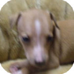 イタリアングレーハウンド　ブリーダー　子犬販売の専門店　AngelWan　横浜