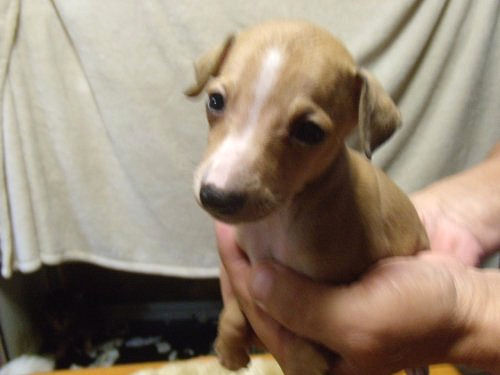 イタリアングレーハウンド　ブリーダー　子犬販売の専門店　AngelWan　横浜　ペットショップ