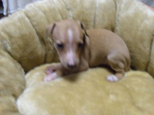 イタリアングレーハウンド　ブリーダー　子犬販売の専門店　AngelWan　兵庫　愛知　三重