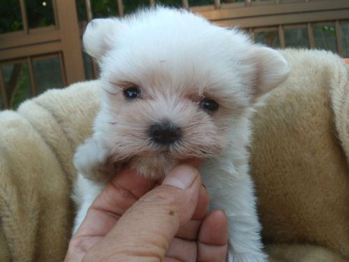 マルチーズ　ブリーダー　子犬販売の専門店　AngelWan　東京　千葉　埼玉　神奈川