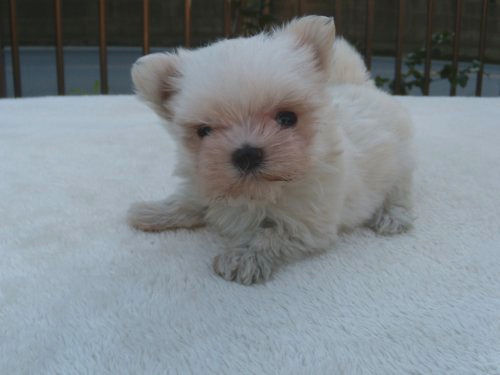 マルチーズ　ブリーダー　子犬販売の専門店 AngelWan　極小　藤沢　川崎　町田　相模原