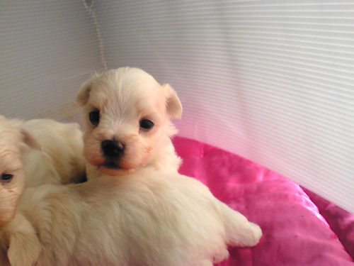 マルチーズ　ブリーダー　子犬販売の専門店　AngelWan　神奈川　東京　千葉　埼玉