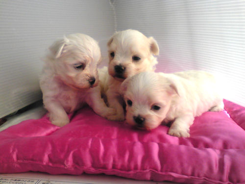 マルチーズ　ブリーダー　子犬販売の専門店　AngelWan　福岡　兵庫　愛知　愛媛　秋田