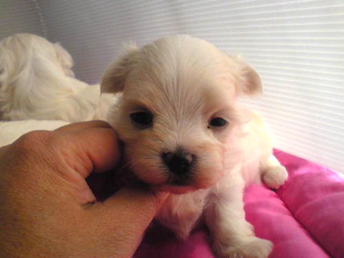 マルチーズ　ブリーダー　子犬販売の専門店　AngelWan　全国対応　町田　川崎　藤沢