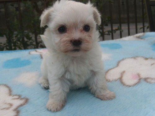 マルチーズ　ブリーダー　子犬販売の専門店　AngelWan　青森　岩手　福島　宮城　秋田