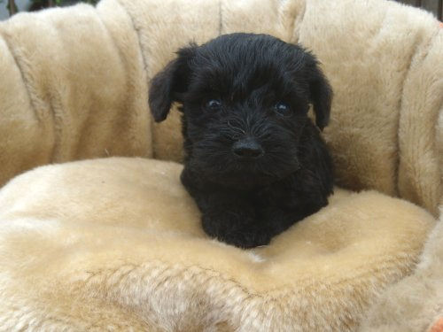 ミックス　ブリーダー　子犬販売の専門店　AngelWan　横浜　ペットショップ　MIX　雑種