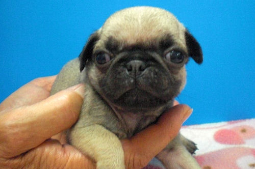 パグ　ブリーダー　子犬販売の専門店　AngelWan　福岡　兵庫　愛知　青森　秋田　岩手