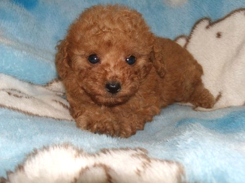 トイプードル　ブリーダー　子犬販売の専門店　ＡｎｇｅｌＷａｎ　横浜　ペットショップ　小ぶり