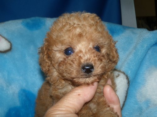 トイプードル　ブリーダー　子犬販売の専門店　ＡｎｇｅｌＷａｎ　福岡　広島　兵庫　岡山