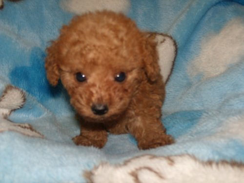 トイプードル　ブリーダー　子犬販売の専門店　ＡｎｇｅｌＷａｎ　東京　千葉　神奈川　埼玉