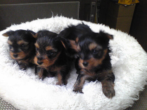 ヨーキー　ブリーダー　子犬販売の専門店　AngelWan　福岡　兵庫　愛知　青森　岡山