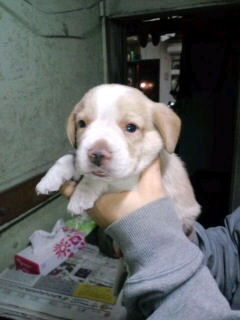 ビーグル　ブリーダー　子犬販売の専門店　AngelWan　川崎　町田　相模原　藤沢